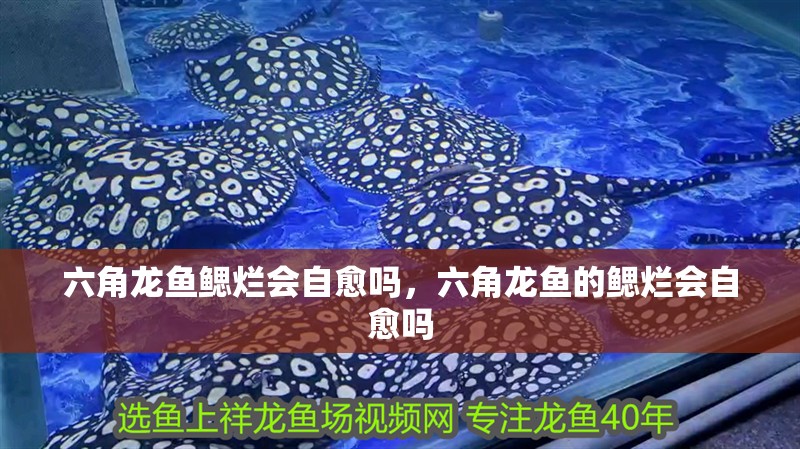 詳細閱讀:六角龍魚鰓爛會自愈嗎,六角龍魚的鰓爛會自愈嗎 六角龍魚鰓爛會自愈嗎,六角龍魚的鰓爛會自愈嗎