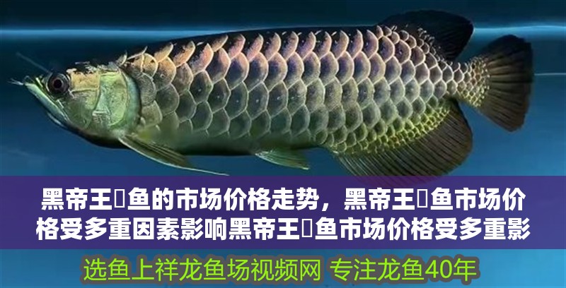 黑帝王魟魚的市場價格走勢，黑帝王魟魚市場價格受多重因素影響黑帝王魟魚市場價格受多重影響