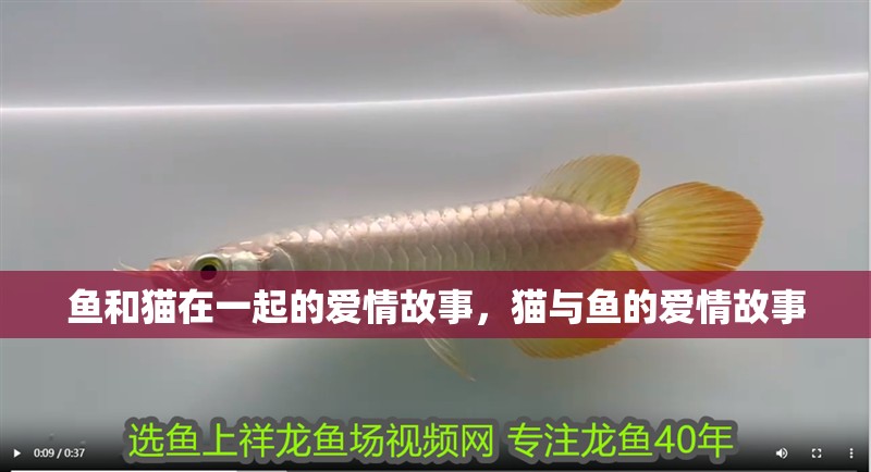 魚和貓在一起的愛情故事，貓與魚的愛情故事 魚和貓在一起的愛情故事，貓與魚的愛情故事 龍魚百科