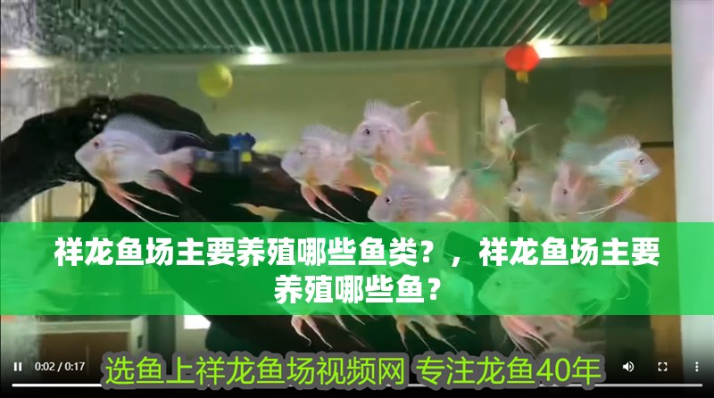 祥龍魚場主要養殖哪些魚類？，祥龍魚場主要養殖哪些魚？