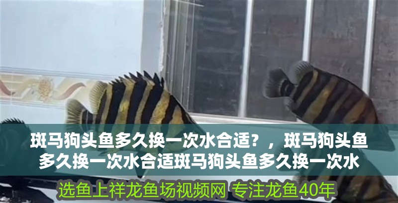 紅龍魚用黃燈烤有用嗎 斑馬狗頭魚多久換一次水合適?,斑馬狗頭魚多久換一次水合適斑馬狗頭魚多久換一次水 龍魚百科 斑馬狗頭魚多久換一次水合適?,斑馬狗頭魚多久換一次水合適斑馬狗頭魚多久換一次水 斑馬狗頭魚多久換一次水合適?,斑馬狗頭魚多久換一次水合適斑馬狗頭魚多久換一次水 龍魚百科