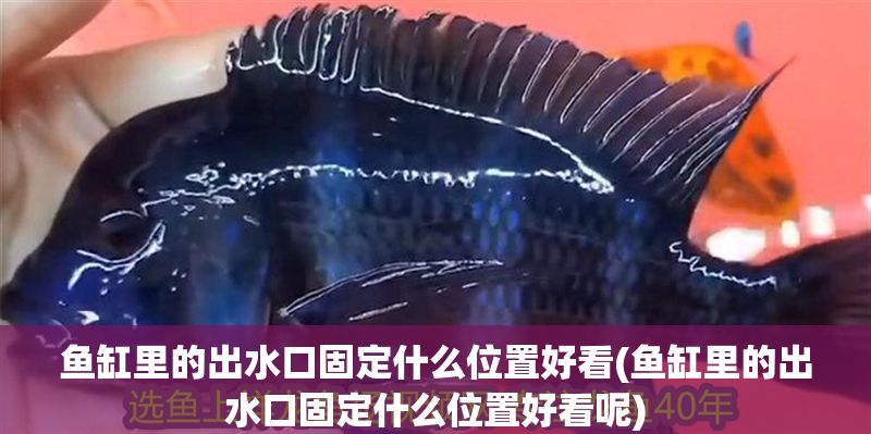 魚(yú)缸里的出水口固定什么位置好看(魚(yú)缸里的出水口固定什么位置好看呢)