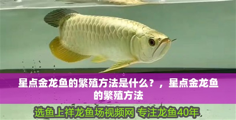 星點金龍魚的繁殖方法是什么？，星點金龍魚的繁殖方法 星點金龍魚的繁殖方法是什么？，星點金龍魚的繁殖方法 龍魚百科