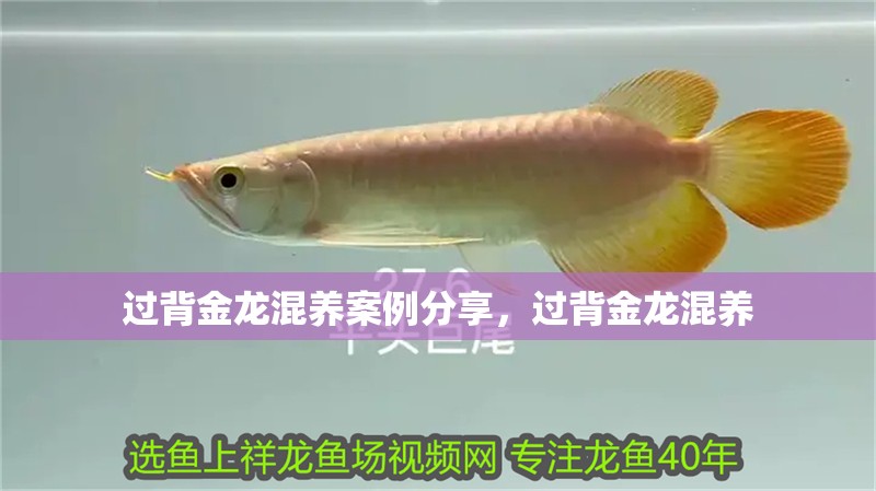 過背金龍混養案例分享，過背金龍混養 過背金龍混養案例分享，過背金龍混養 龍魚百科