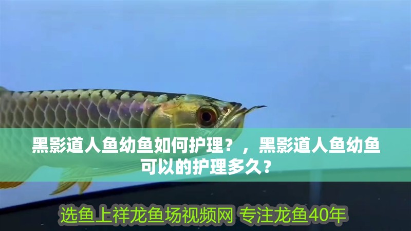 龍魚干蝦有營養(yǎng)嗎 黑影道人魚幼魚如何護(hù)理?,黑影道人魚幼魚可以的護(hù)理多久? 龍魚百科 黑影道人魚幼魚如何護(hù)理?,黑影道人魚幼魚可以的護(hù)理多久? 黑影道人魚幼魚如何護(hù)理?,黑影道人魚幼魚可以的護(hù)理多久? 龍魚百科