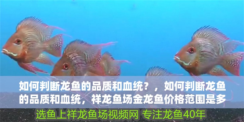 給大魚缸換水的作文:體驗(yàn)給大魚缸換水的樂趣:體驗(yàn)給大魚缸換水:給大魚缸換水的作文 如何判斷龍魚的品質(zhì)和血統(tǒng)?,如何判斷龍魚的品質(zhì)和血統(tǒng),祥龍魚場(chǎng)金龍魚價(jià)格范圍是多少 龍魚百科 如何判斷龍魚的品質(zhì)和血統(tǒng)?,如何判斷龍魚的品質(zhì)和血統(tǒng),祥龍魚場(chǎng)金龍魚價(jià)格范圍是多少 如何判斷龍魚的品質(zhì)和血統(tǒng)?,如何判斷龍魚的品質(zhì)和血統(tǒng),祥龍魚場(chǎng)金龍魚價(jià)格范圍是多少 龍魚百科