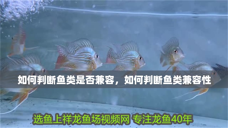 如何判斷魚類是否兼容，如何判斷魚類兼容性 如何判斷魚類是否兼容，如何判斷魚類兼容性 龍魚百科