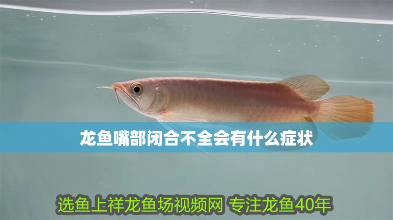 龍魚嘴部閉合不全會有什么癥狀 龍魚嘴部閉合不全會有什么癥狀 龍魚百科