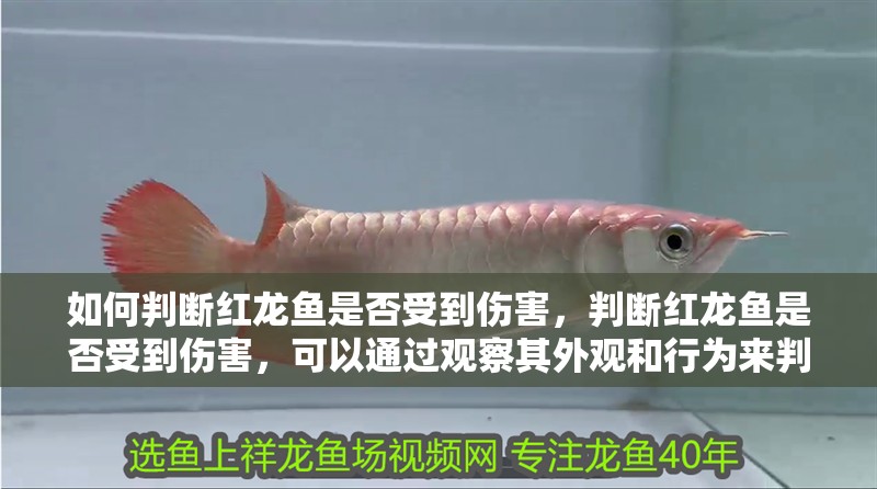 如何判斷紅龍魚是否受到傷害，判斷紅龍魚是否受到傷害，可以通過觀察其外觀和行為來判斷 如何判斷紅龍魚是否受到傷害，判斷紅龍魚是否受到傷害，可以通過觀察其外觀和行為來判斷 龍魚百科