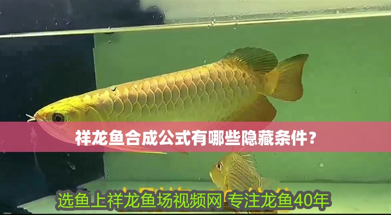祥龍魚合成公式有哪些隱藏條件？ 祥龍魚合成公式有哪些隱藏條件？ 龍魚百科