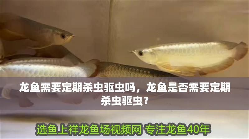 給大魚(yú)缸換水的作文:體驗(yàn)給大魚(yú)缸換水的樂(lè)趣:體驗(yàn)給大魚(yú)缸換水:給大魚(yú)缸換水的作文 龍魚(yú)需要定期殺蟲(chóng)驅(qū)蟲(chóng)嗎,龍魚(yú)是否需要定期殺蟲(chóng)驅(qū)蟲(chóng)? 龍魚(yú)百科 龍魚(yú)需要定期殺蟲(chóng)驅(qū)蟲(chóng)嗎,龍魚(yú)是否需要定期殺蟲(chóng)驅(qū)蟲(chóng)? 龍魚(yú)需要定期殺蟲(chóng)驅(qū)蟲(chóng)嗎,龍魚(yú)是否需要定期殺蟲(chóng)驅(qū)蟲(chóng)? 龍魚(yú)百科