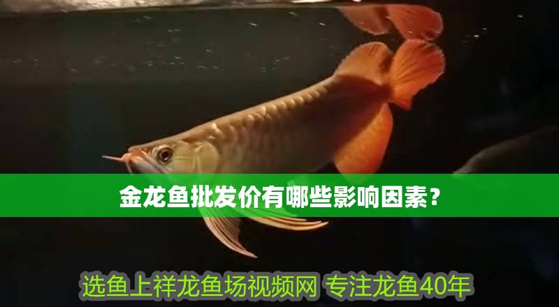 魚(yú)缸用增氧泵價(jià)格是多少:魚(yú)缸增氧機(jī)-xtrac增氧機(jī)-xtrac增氧機(jī) 金龍魚(yú)批發(fā)價(jià)有哪些影響因素? 龍魚(yú)百科 金龍魚(yú)批發(fā)價(jià)有哪些影響因素? 金龍魚(yú)批發(fā)價(jià)有哪些影響因素? 龍魚(yú)百科