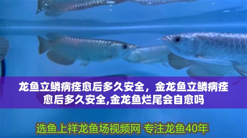 龍魚立鱗病痊愈后多久安全，金龍魚立鱗病痊愈后多久安全,金龍魚爛尾會自愈嗎 龍魚立鱗病痊愈后多久安全，金龍魚立鱗病痊愈后多久安全,金龍魚爛尾會自愈嗎 龍魚百科