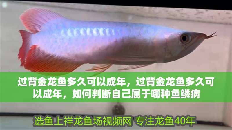 紅龍魚用黃燈烤有用嗎 過背金龍魚多久可以成年,過背金龍魚多久可以成年,如何判斷自己屬于哪種魚鱗病 龍魚百科 過背金龍魚多久可以成年,過背金龍魚多久可以成年,如何判斷自己屬于哪種魚鱗病 過背金龍魚多久可以成年,過背金龍魚多久可以成年,如何判斷自己屬于哪種魚鱗病 龍魚百科