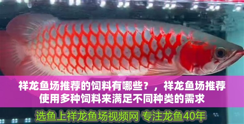 祥龍魚場推薦的飼料有哪些？，祥龍魚場推薦使用多種飼料來滿足不同種類的需求 祥龍魚場推薦的飼料有哪些？，祥龍魚場推薦使用多種飼料來滿足不同種類的需求 龍魚百科