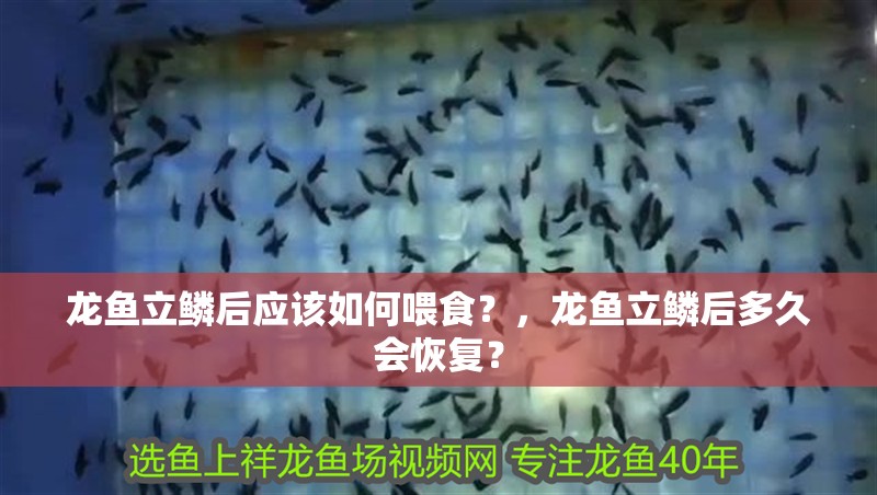 龍魚立鱗后應該如何喂食？，龍魚立鱗后多久會恢復？ 龍魚立鱗后應該如何喂食？，龍魚立鱗后多久會恢復？ 龍魚百科