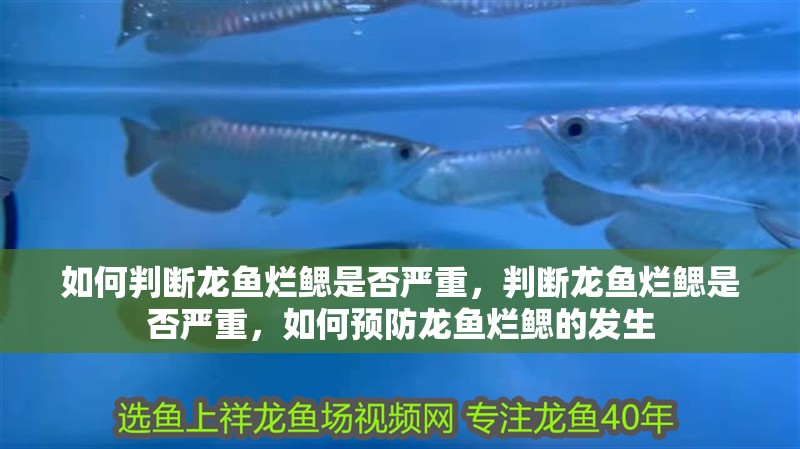 如何判斷龍魚爛鰓是否嚴重，判斷龍魚爛鰓是否嚴重，如何預防龍魚爛鰓的發生