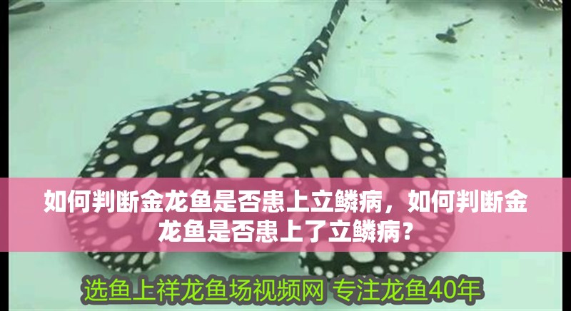 我的虎魚真菌感染了要怎么處理 如何判斷金龍魚是否患上立鱗病,如何判斷金龍魚是否患上了立鱗病? 龍魚百科 如何判斷金龍魚是否患上立鱗病,如何判斷金龍魚是否患上了立鱗病? 如何判斷金龍魚是否患上立鱗病,如何判斷金龍魚是否患上了立鱗病? 龍魚百科