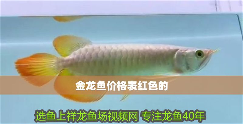 金龍魚價格表紅色的