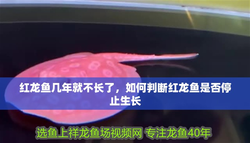 紅龍魚幾年就不長了，如何判斷紅龍魚是否停止生長 紅龍魚幾年就不長了，如何判斷紅龍魚是否停止生長 龍魚百科