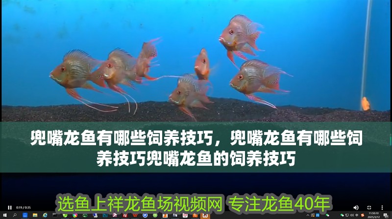 兜嘴龍魚有哪些飼養技巧，兜嘴龍魚有哪些飼養技巧兜嘴龍魚的飼養技巧