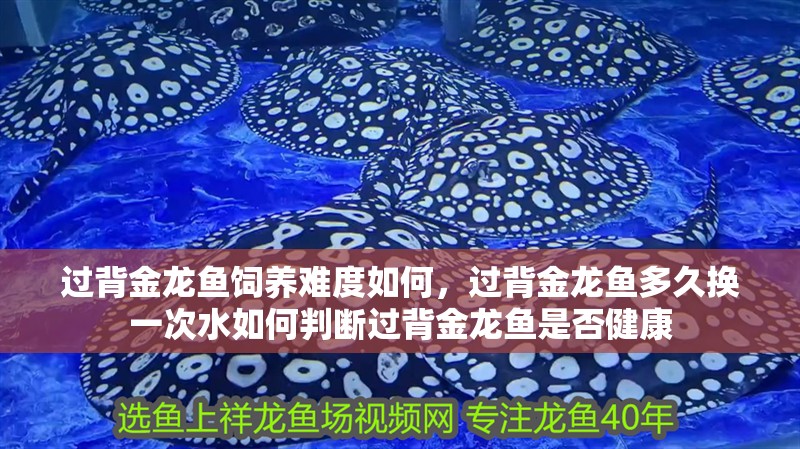 過背金龍魚飼養難度如何，過背金龍魚多久換一次水如何判斷過背金龍魚是否健康 過背金龍魚飼養難度如何，過背金龍魚多久換一次水如何判斷過背金龍魚是否健康 龍魚百科