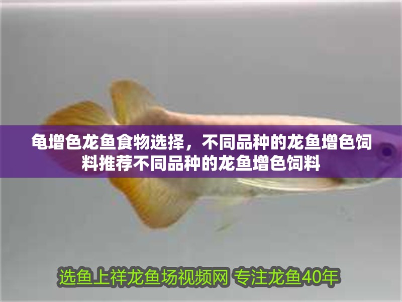 龜增色龍魚食物選擇，不同品種的龍魚增色飼料推薦不同品種的龍魚增色飼料