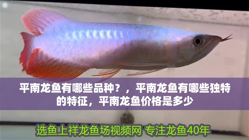 平南龍魚有哪些品種？，平南龍魚有哪些獨特的特征，平南龍魚價格是多少