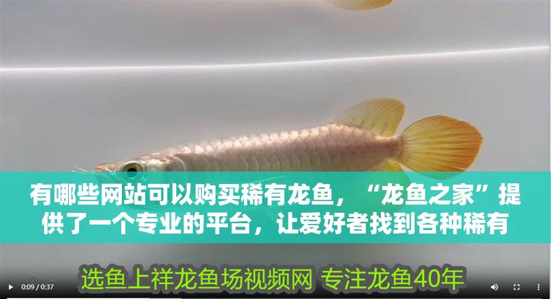 有哪些網站可以購買稀有龍魚，“龍魚之家”提供了一個專業的平臺，讓愛好者找到各種稀有龍魚