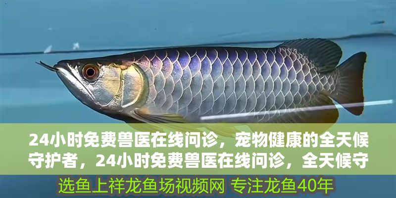 24小時免費獸醫(yī)在線問診，寵物健康的全天候守護者，24小時免費獸醫(yī)在線問診，全天候守護寵物健康