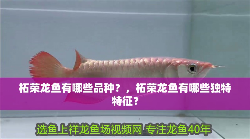 柘榮龍魚有哪些品種？，柘榮龍魚有哪些獨特特征？