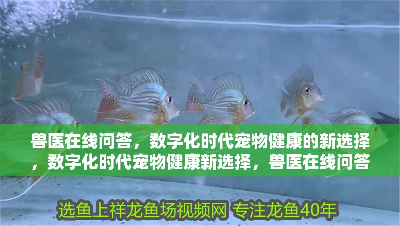 獸醫(yī)在線問答，數(shù)字化時代寵物健康的新選擇，數(shù)字化時代寵物健康新選擇，獸醫(yī)在線問答服務