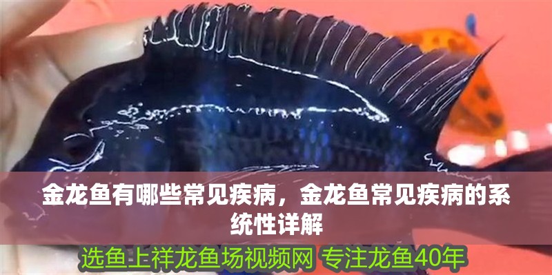 金龍魚有哪些常見疾病，金龍魚常見疾病的系統性詳解