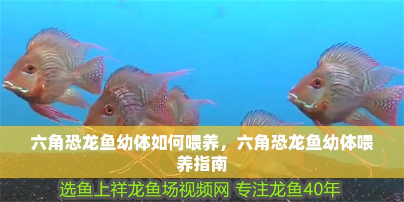 六角恐龍魚幼體如何喂養，六角恐龍魚幼體喂養指南