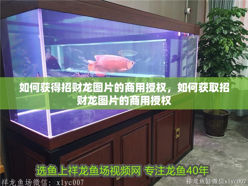如何獲得招財龍圖片的商用授權(quán)，如何獲取招財龍圖片的商用授權(quán)