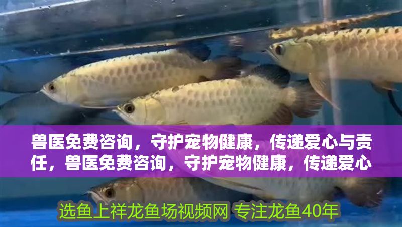 獸醫免費咨詢，守護寵物健康，傳遞愛心與責任，獸醫免費咨詢，守護寵物健康，傳遞愛心與責任 獸醫免費咨詢，守護寵物健康，傳遞愛心與責任，獸醫免費咨詢，守護寵物健康，傳遞愛心與責任 龍魚百科 第1張