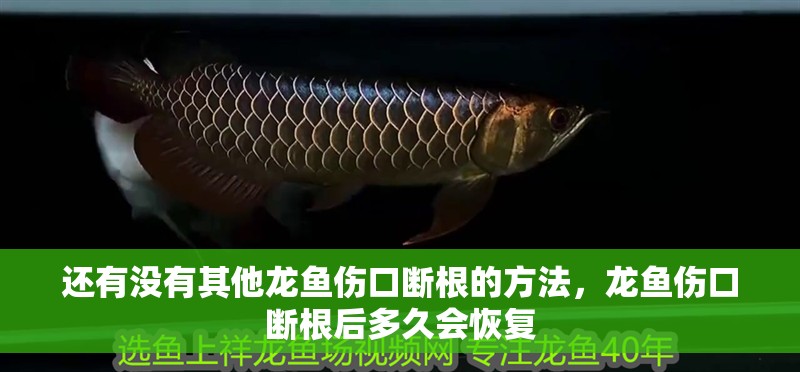 還有沒有其他龍魚傷口斷根的方法，龍魚傷口斷根后多久會恢復
