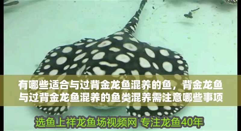 有哪些適合與過背金龍魚混養的魚，背金龍魚與過背金龍魚混養的魚類混養需注意哪些事項