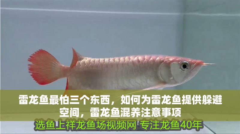 雷龍魚最怕三個東西，如何為雷龍魚提供躲避空間，雷龍魚混養注意事項