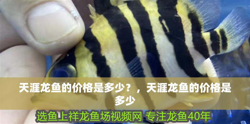 天涯龍魚的價格是多少？，天涯龍魚的價格是多少 天涯龍魚的價格是多少？，天涯龍魚的價格是多少 龍魚百科