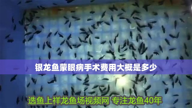 銀龍魚(yú)蒙眼病手術(shù)費(fèi)用大概是多少