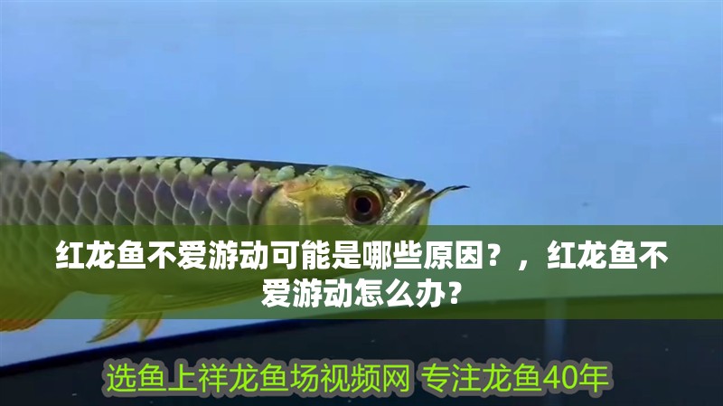 紅龍魚不愛游動(dòng)可能是哪些原因？，紅龍魚不愛游動(dòng)怎么辦？