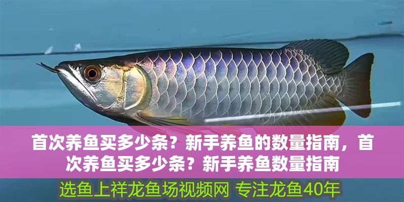 首次養(yǎng)魚買多少條？新手養(yǎng)魚的數(shù)量指南，首次養(yǎng)魚買多少條？新手養(yǎng)魚數(shù)量指南