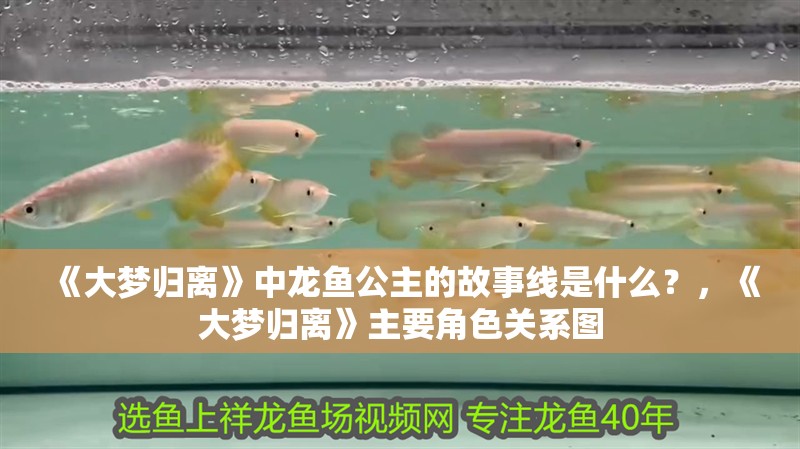 《大夢歸離》中龍魚公主的故事線是什么？，《大夢歸離》主要角色關系圖