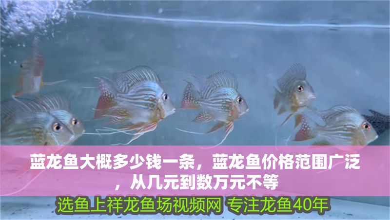 藍(lán)龍魚大概多少錢一條，藍(lán)龍魚價(jià)格范圍廣泛，從幾元到數(shù)萬元不等