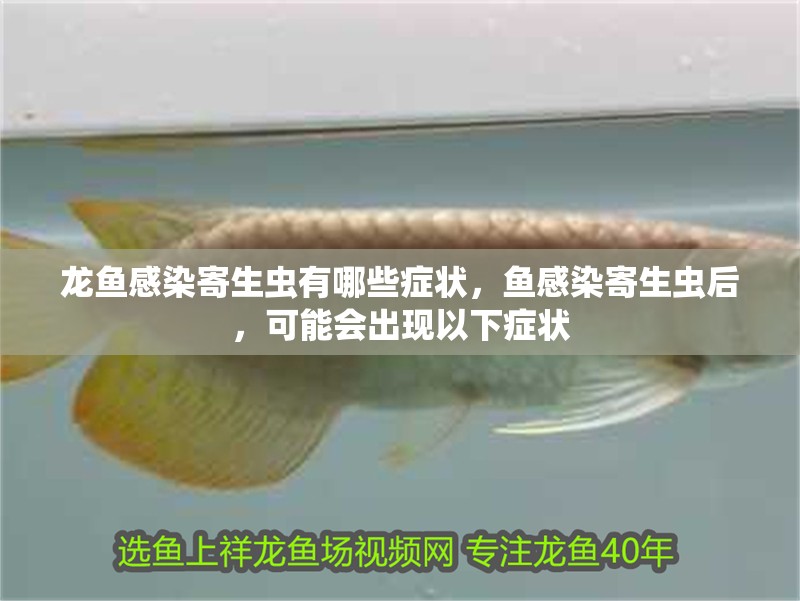 龍魚感染寄生蟲有哪些癥狀，魚感染寄生蟲后，可能會出現以下癥狀