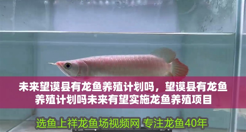 未來望謨縣有龍魚養殖計劃嗎，望謨縣有龍魚養殖計劃嗎未來有望實施龍魚養殖項目 未來望謨縣有龍魚養殖計劃嗎，望謨縣有龍魚養殖計劃嗎未來有望實施龍魚養殖項目 龍魚百科