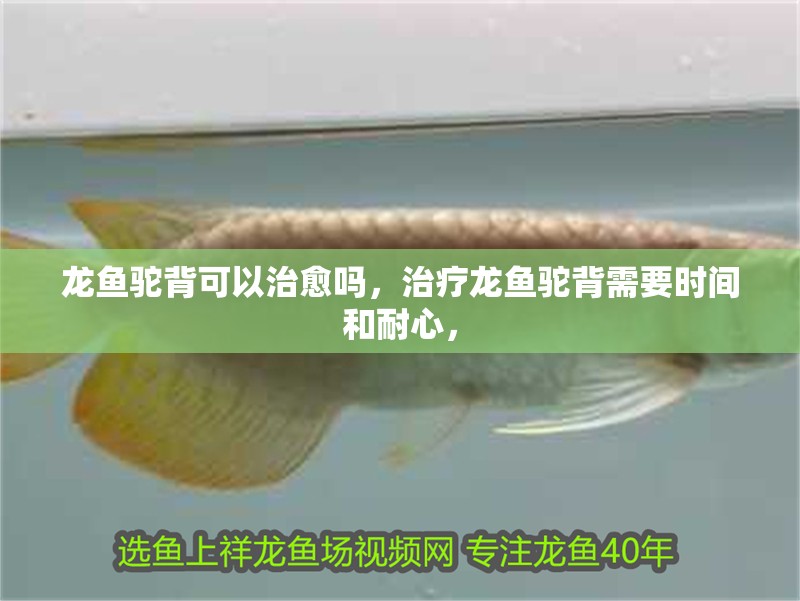 我的虎魚真菌感染了要怎么處理 龍魚駝背可以治愈嗎,治療龍魚駝背需要時間和耐心, 龍魚百科 龍魚駝背可以治愈嗎,治療龍魚駝背需要時間和耐心, 龍魚駝背可以治愈嗎,治療龍魚駝背需要時間和耐心, 龍魚百科