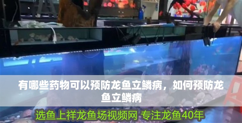 有哪些藥物可以預防龍魚立鱗病，如何預防龍魚立鱗病