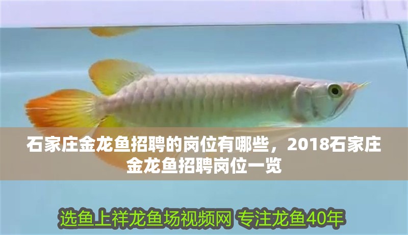 石家莊金龍魚招聘的崗位有哪些，2018石家莊金龍魚招聘崗位一覽